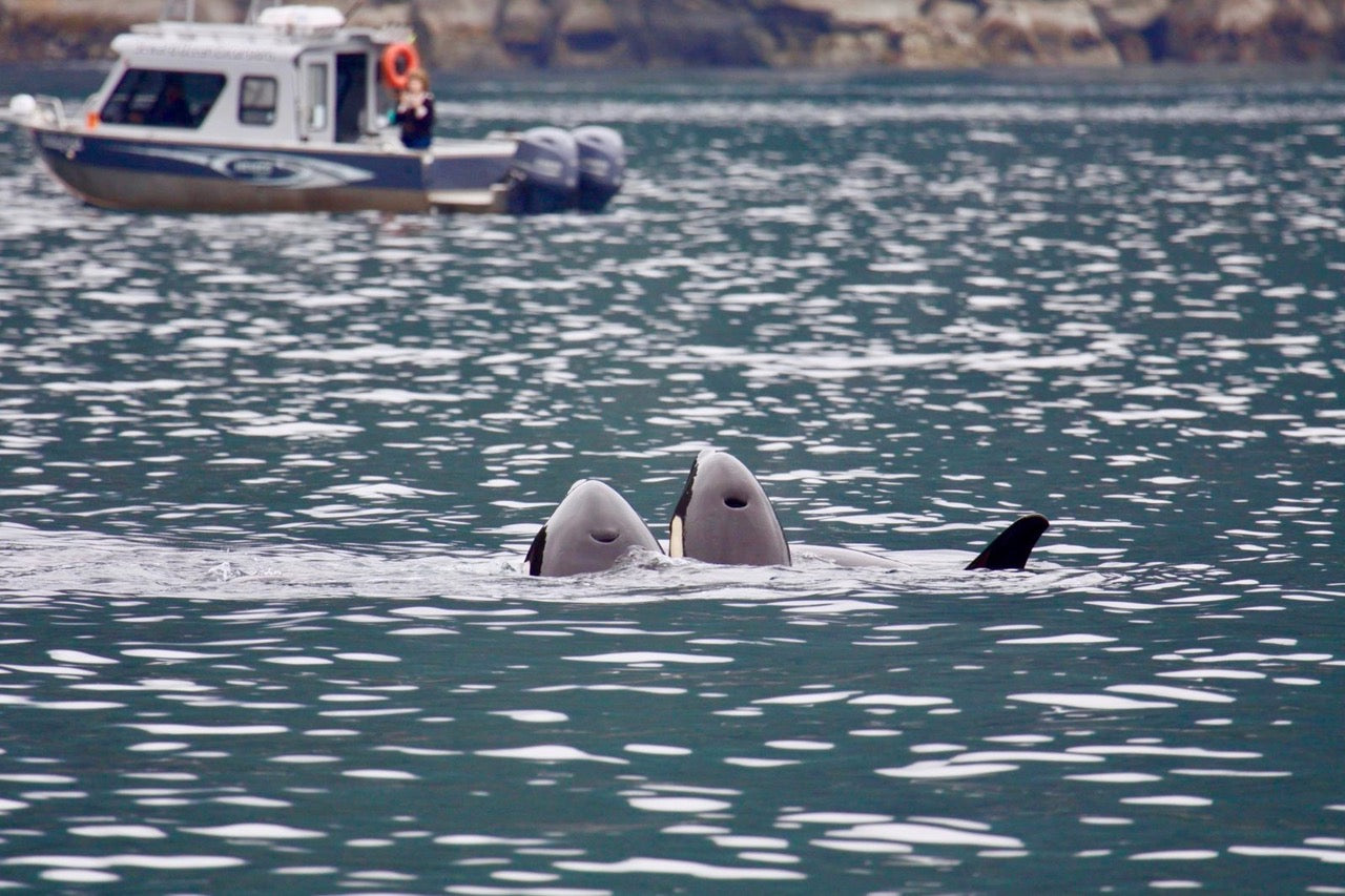 Seward Ocean Excursions