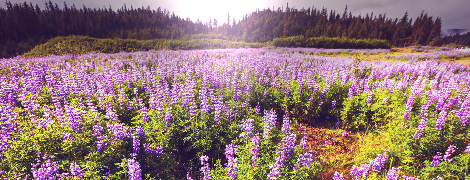 Enjoying Alaska's Midnight Sun