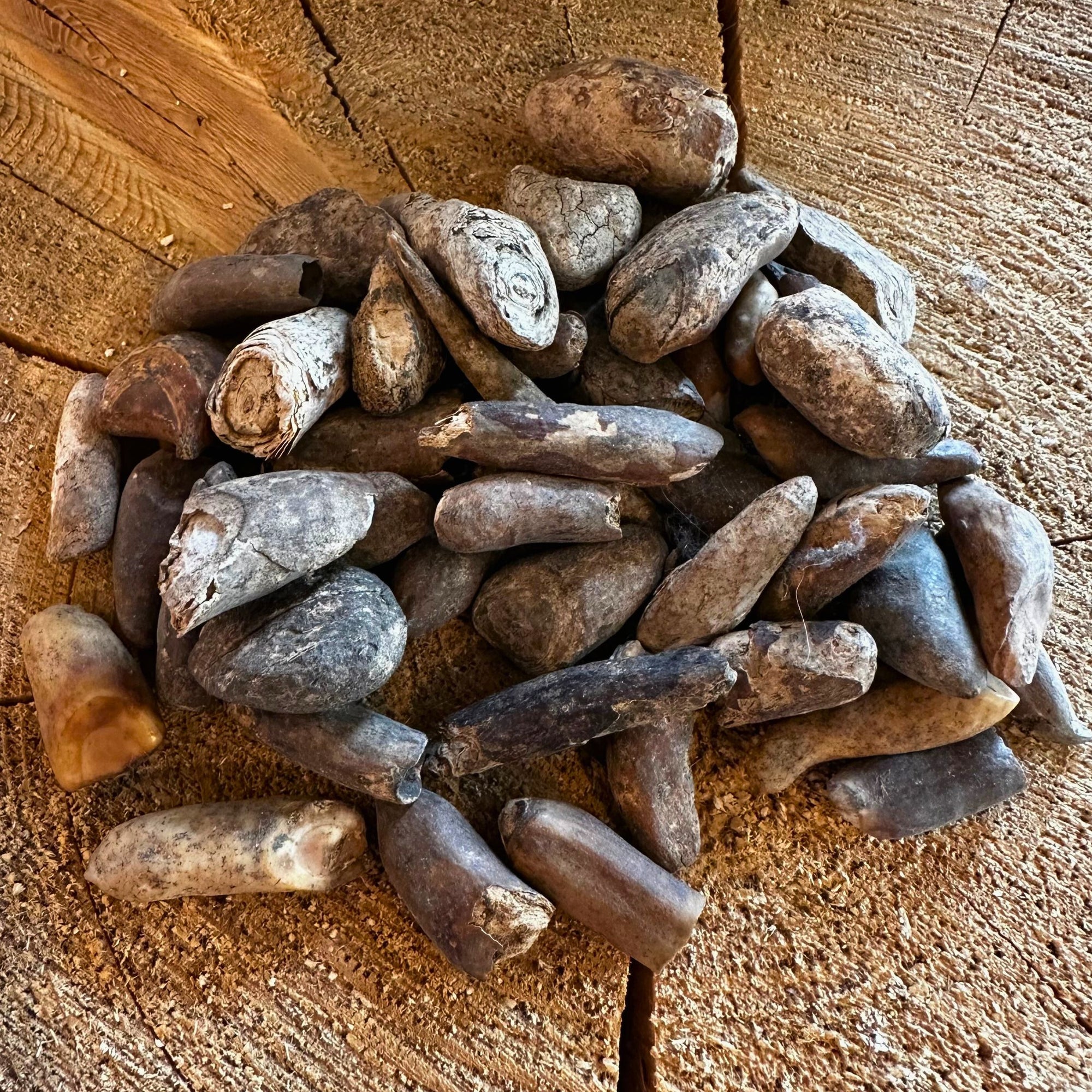 Unpolished Ancient Walrus Tooth