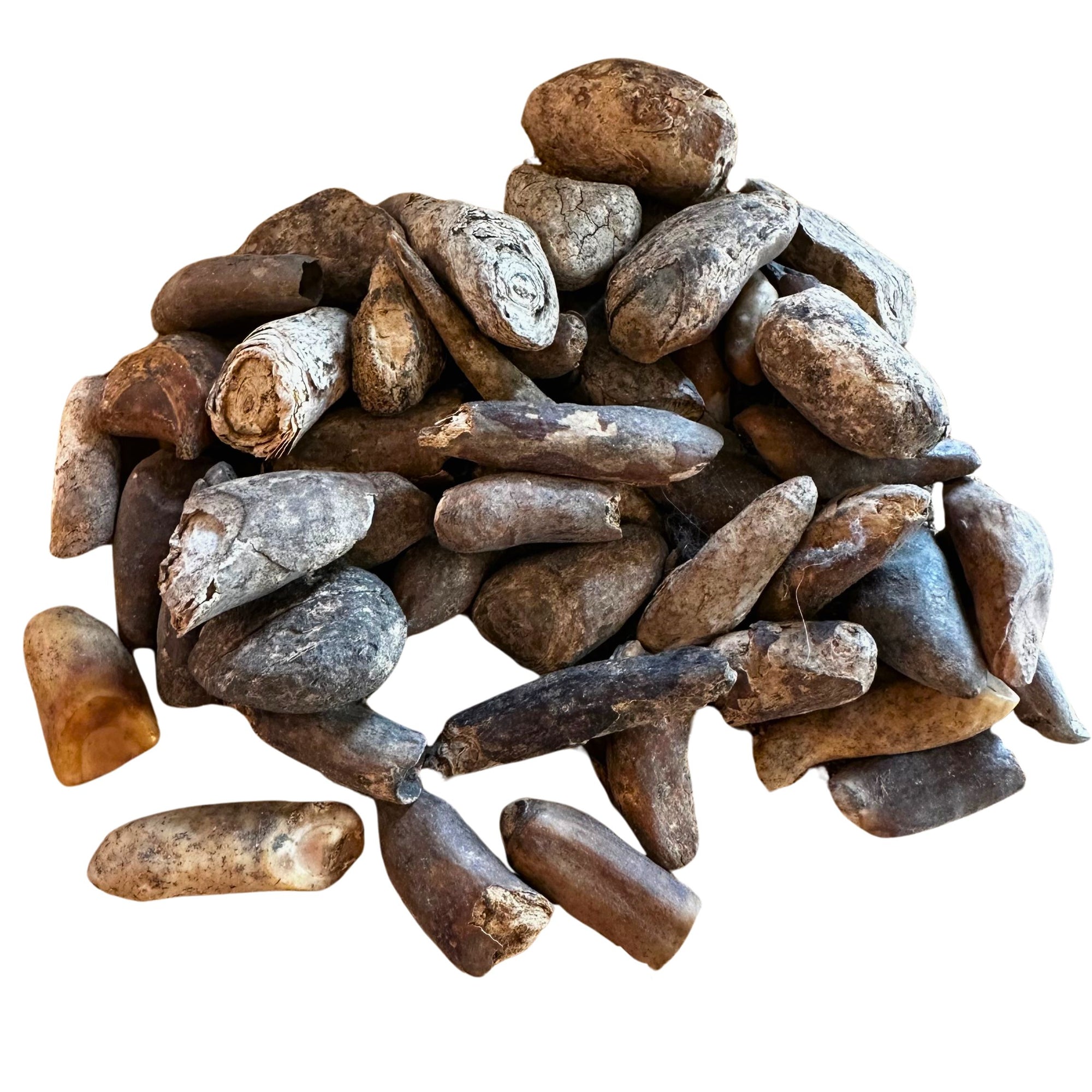 Unpolished Ancient Walrus Tooth