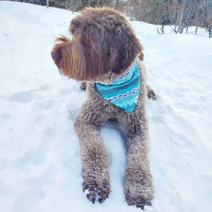 Pet Bandana - Md