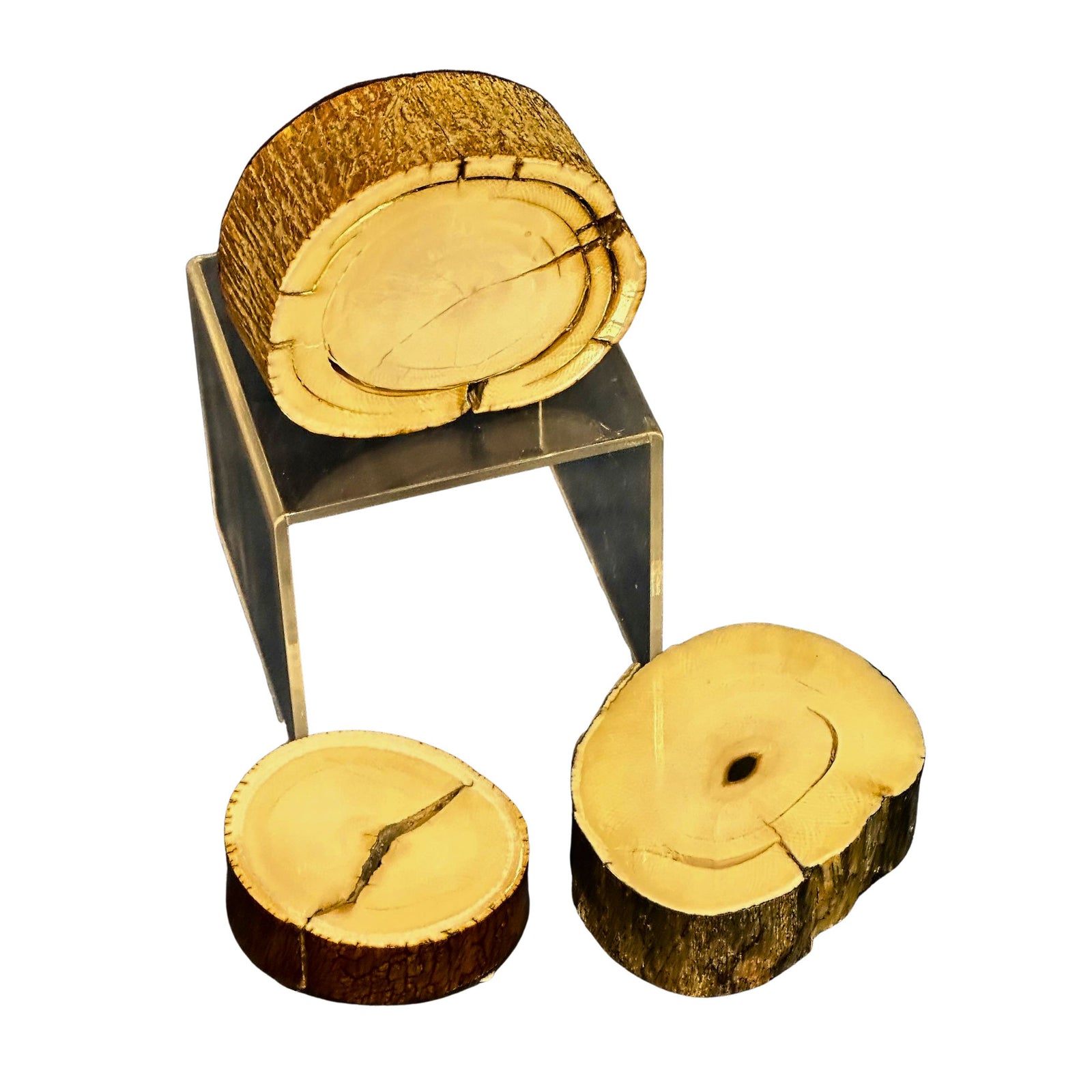 Fossil Mammoth Ivory Tusk Slice