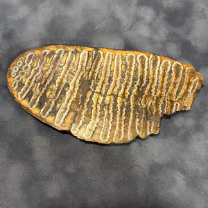 Fossilized Mammoth Tooth Slice