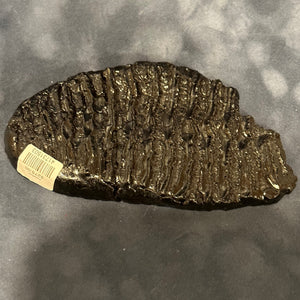 Fossilized Mammoth Tooth Slice