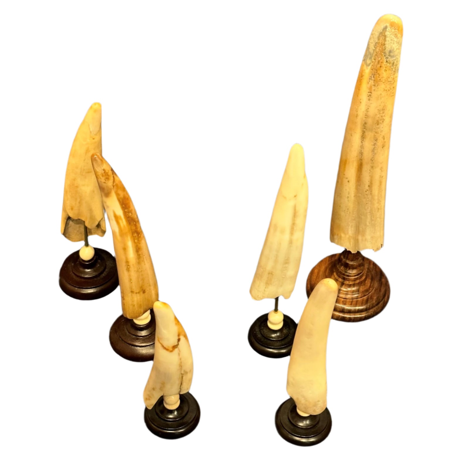 Fossilized Walrus Tusk on a Base