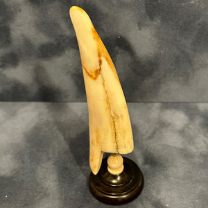 Fossilized Walrus Tusk on a Base