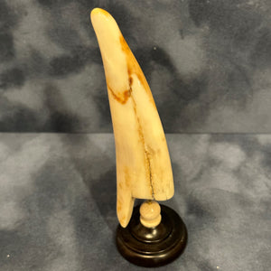 Fossilized Walrus Tooth on a Base