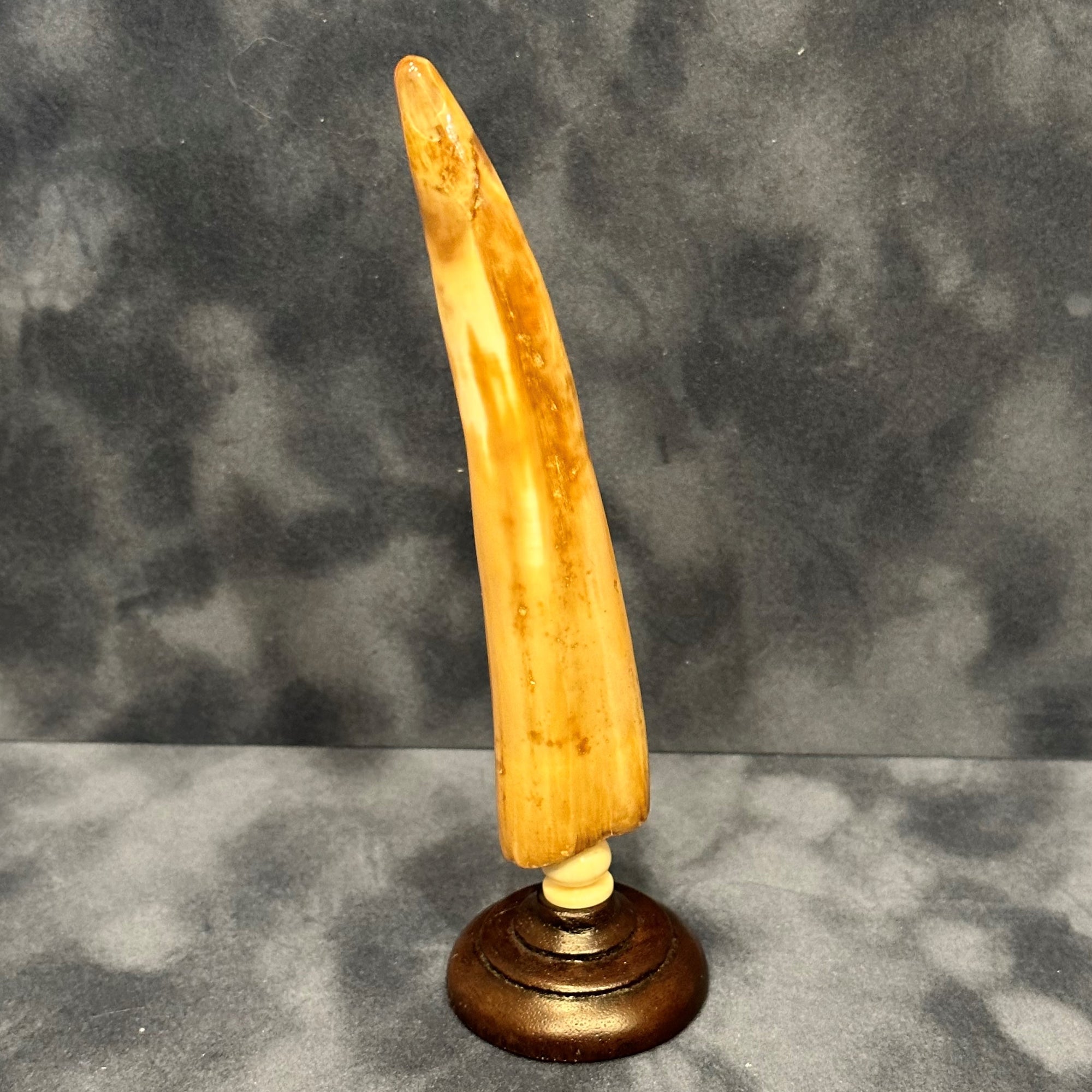 Fossilized Walrus Tusk on a Base