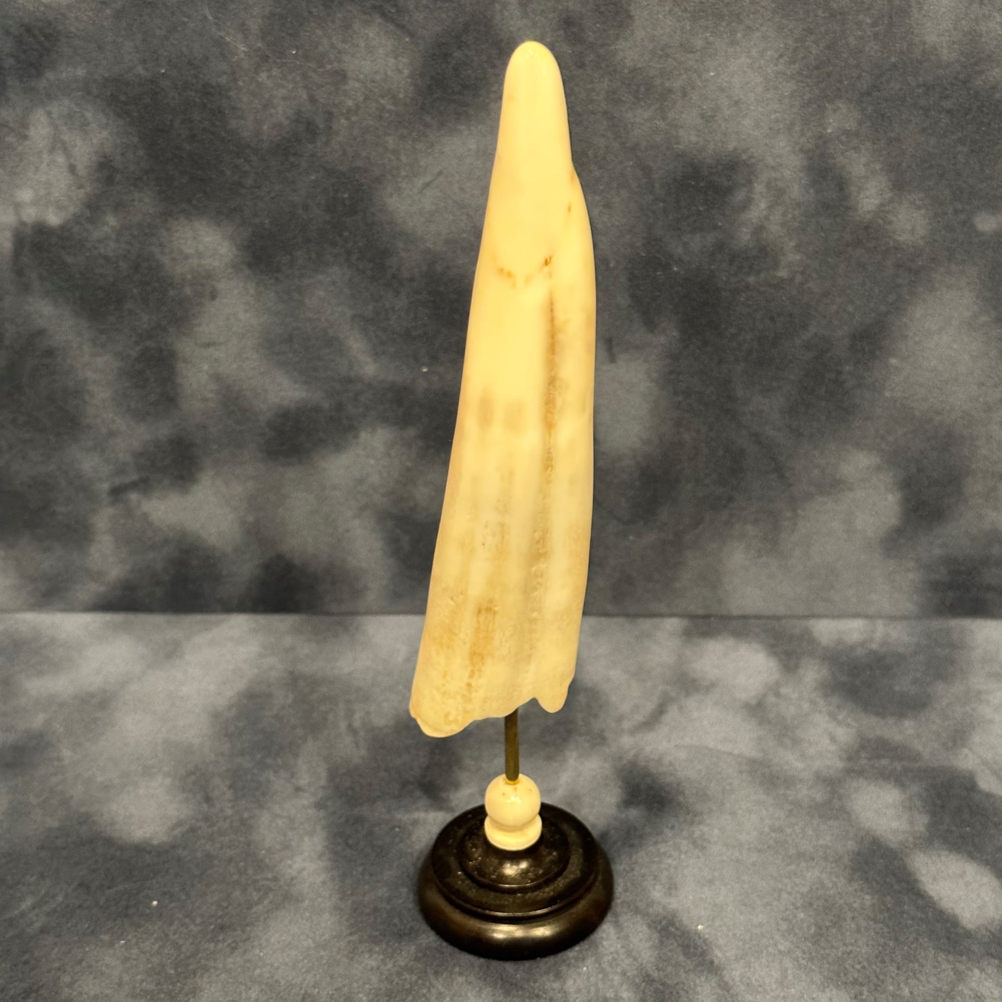 Fossilized Walrus Tusk on a Base