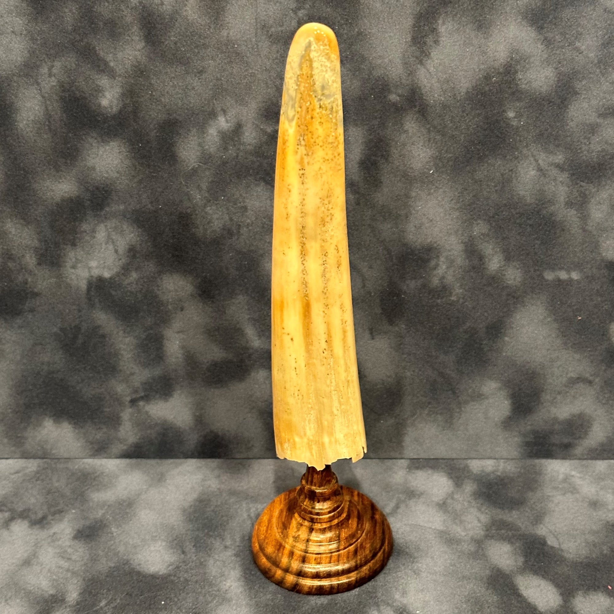 Fossilized Walrus Tusk on a Base