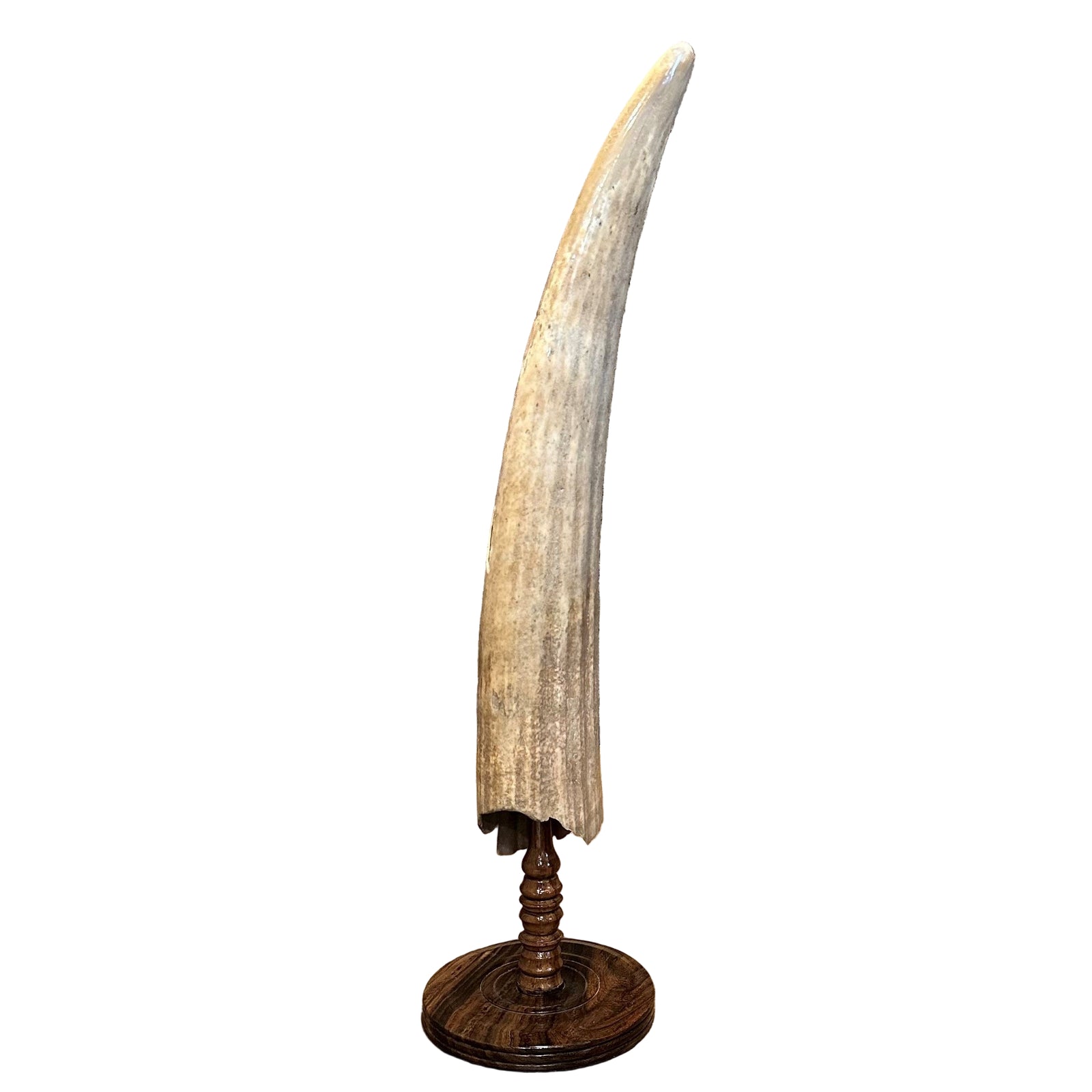 Fossilized Walrus Tusk - XLarge