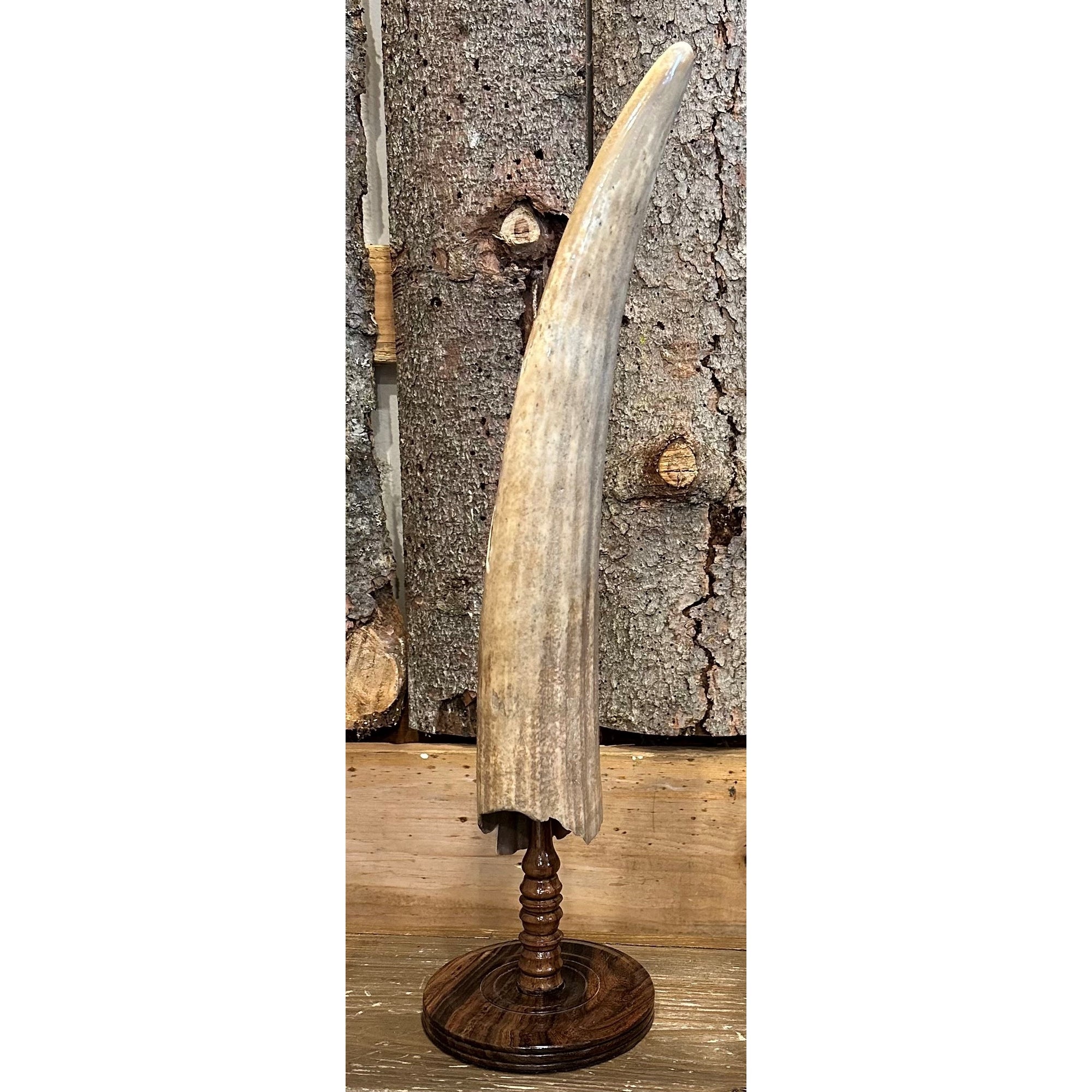 Fossilized Walrus Tusk - XLarge