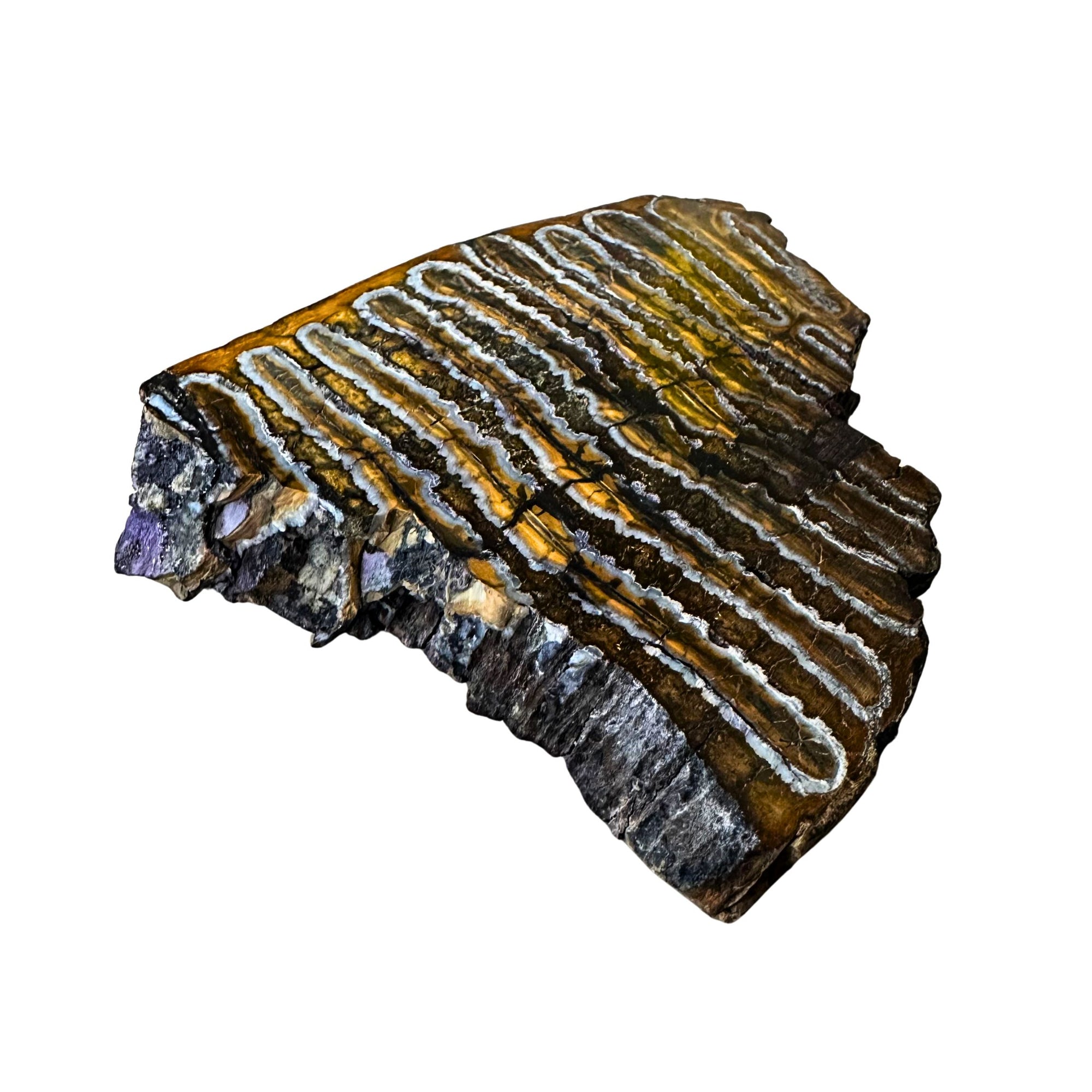 Fossilized Mammoth Tooth Slice Pieces