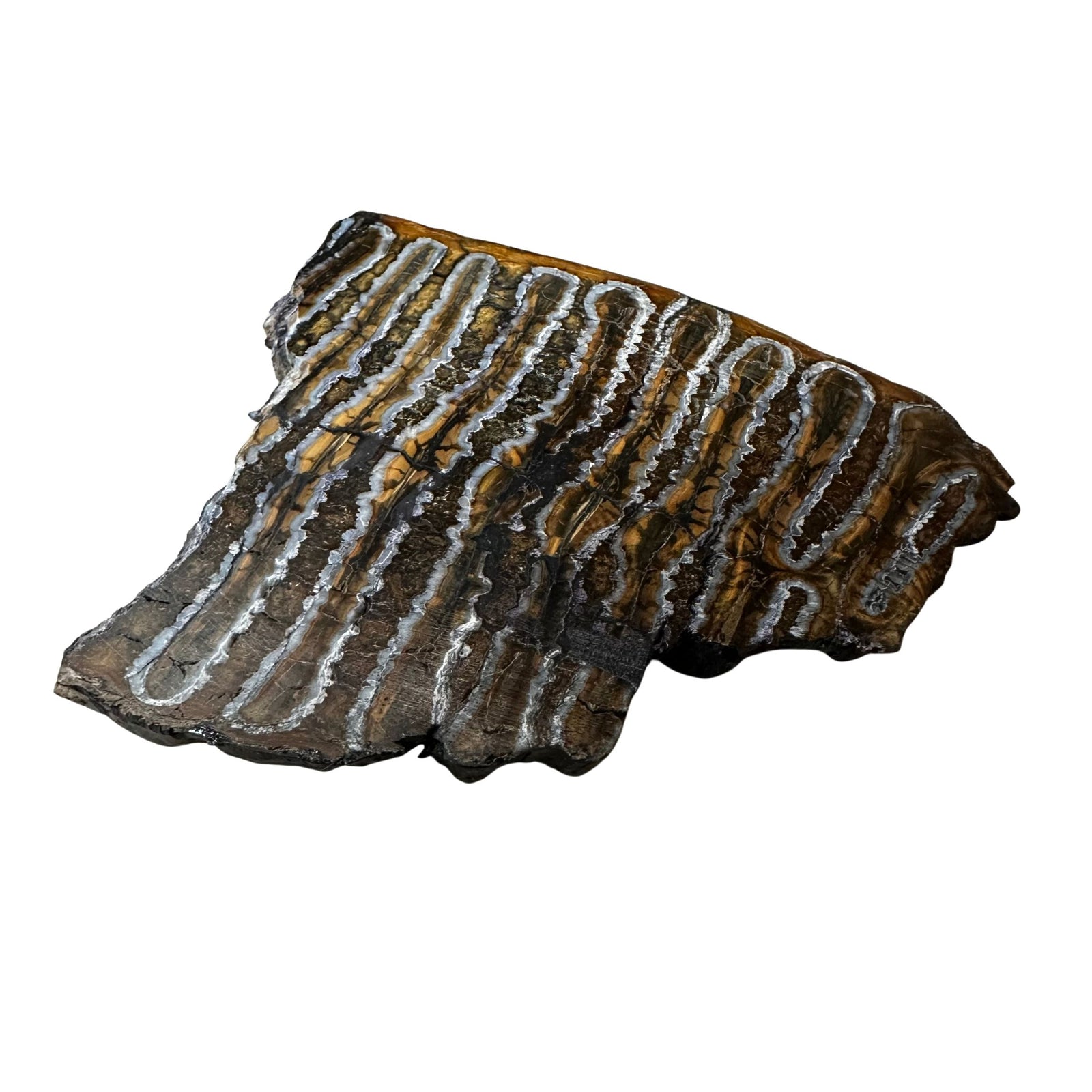 Fossilized Mammoth Tooth Slice Pieces