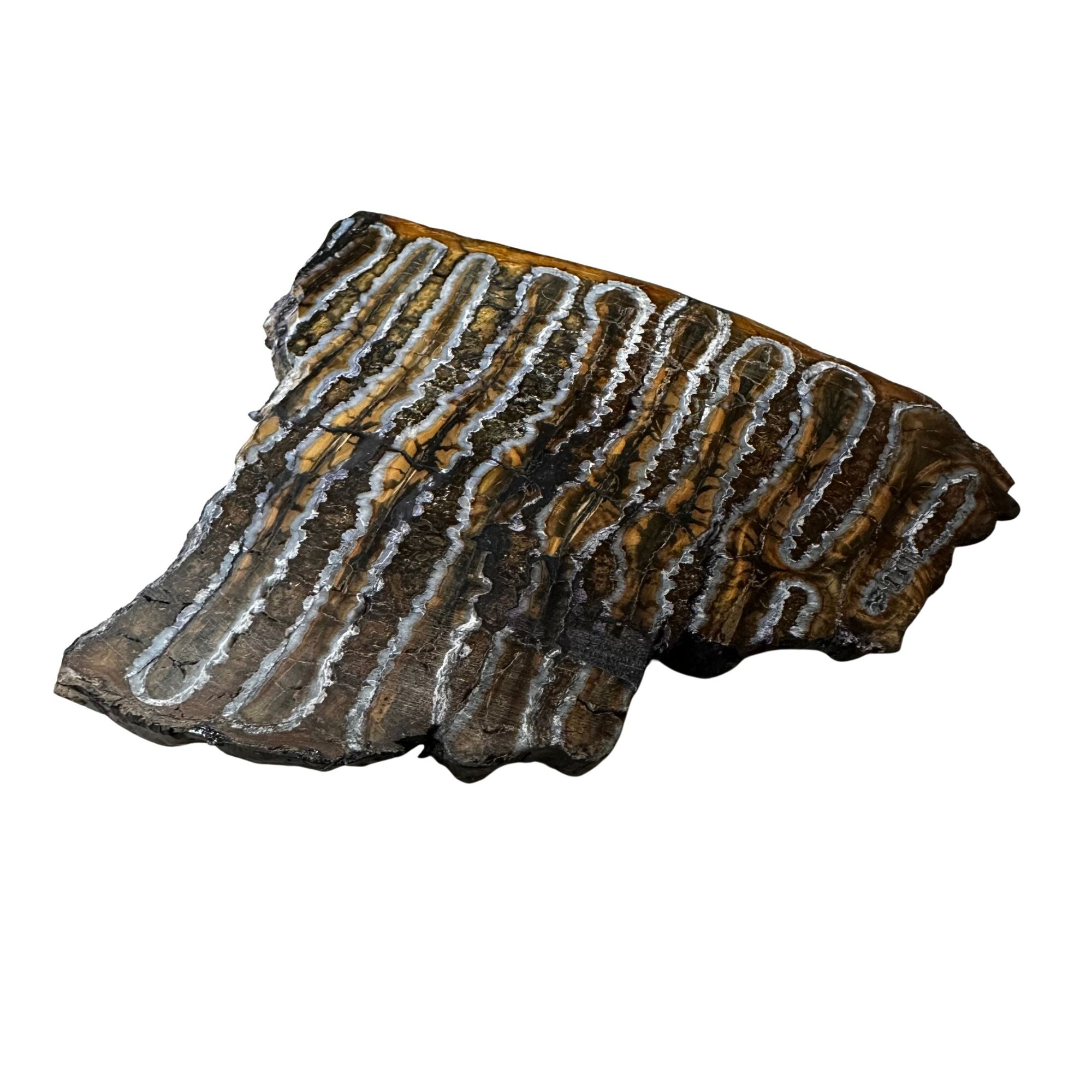 Fossilized Mammoth Tooth Slice Pieces