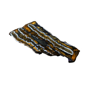 Fossilized Mammoth Tooth Slice Pieces