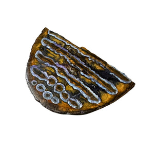 Fossilized Mammoth Tooth Slice Pieces