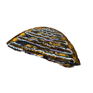 Fossilized Mammoth Tooth Slice Pieces