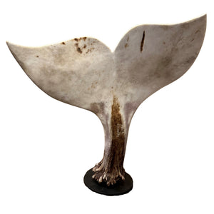 Moose Antler Whale Tail Carvings - Large