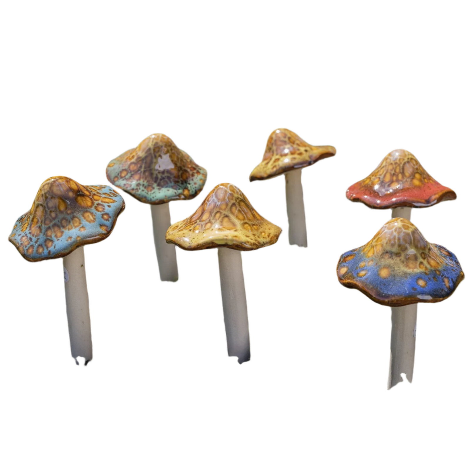 Natural Mushroom, Medium