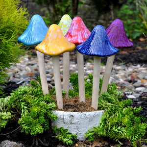 Sun-Drenched Mushroom, Grande