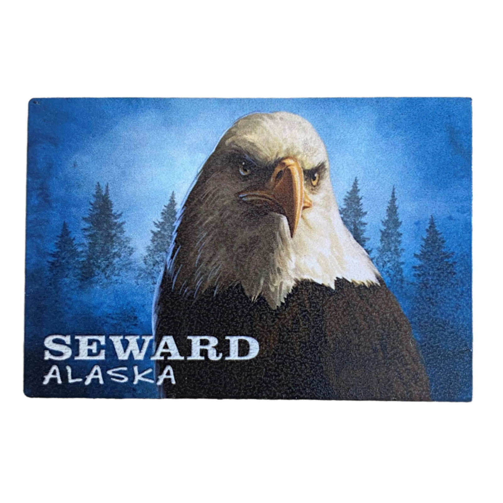 Eagle Portrait Magnet