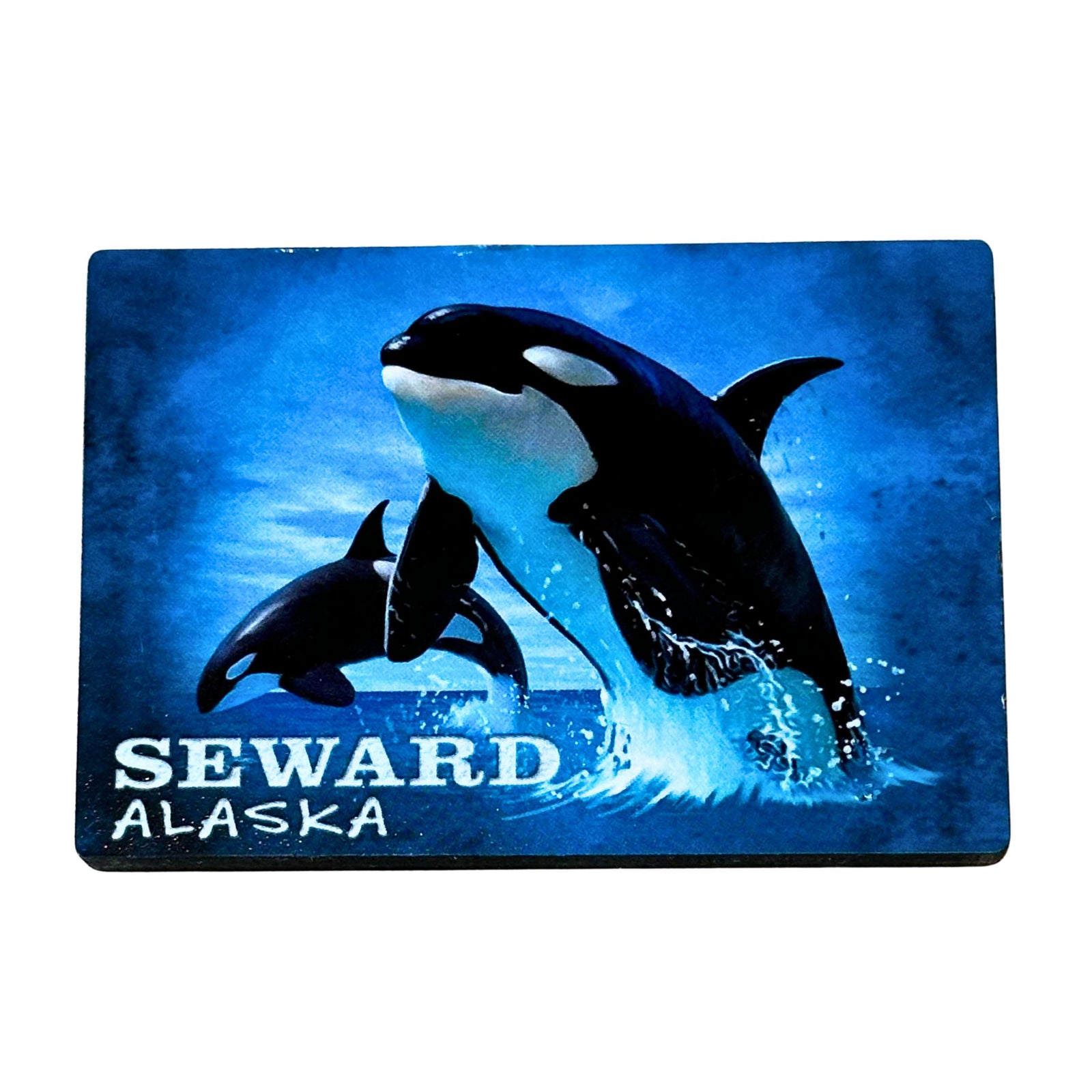 Orca Portrait Magnet