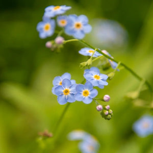 The Mariella - Our Round Forget-Me-Not French Hook Earrings