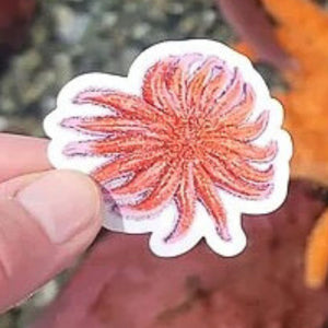 Sunflower Star Sticker
