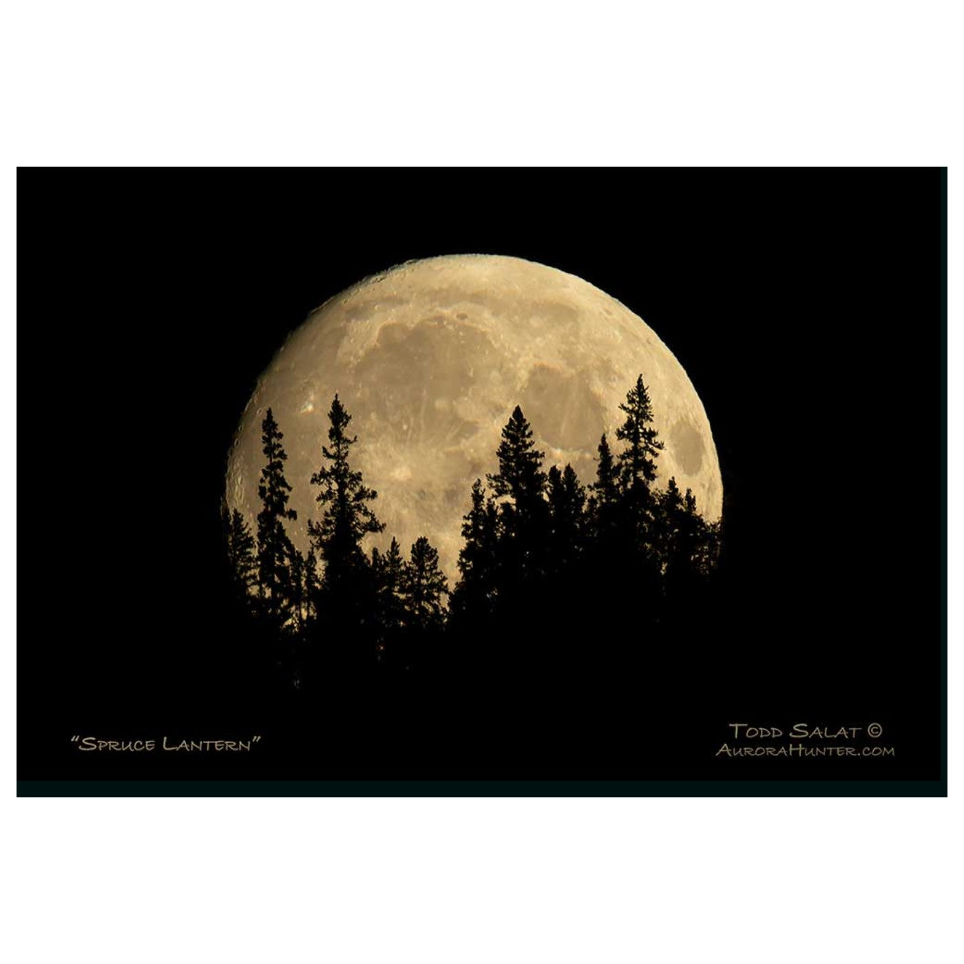 Spruce Lantern - Metal Print