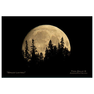 Spruce Lantern - Metal Print
