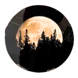 Spruce Lantern - Metal Print