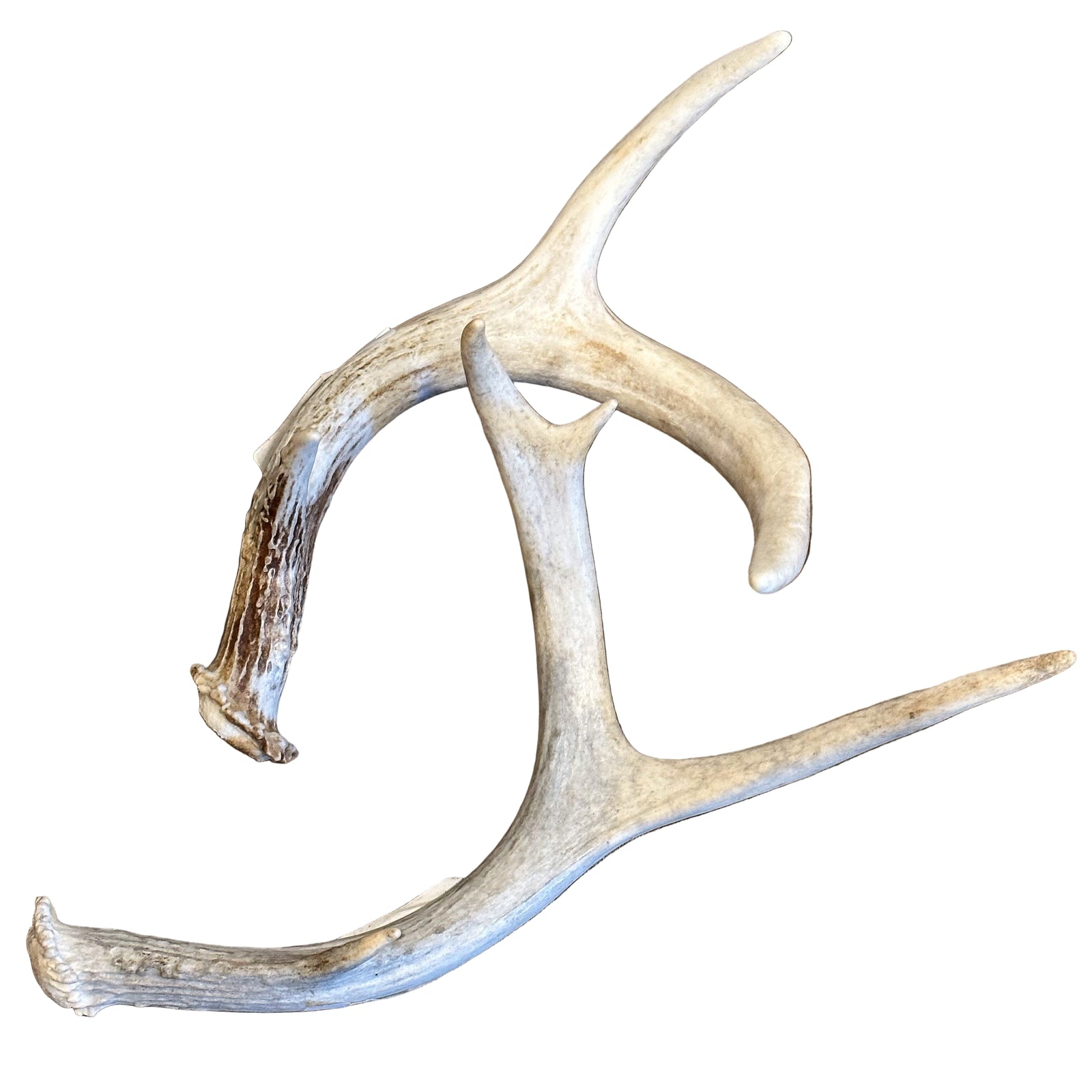 Whitetail Deer Antler