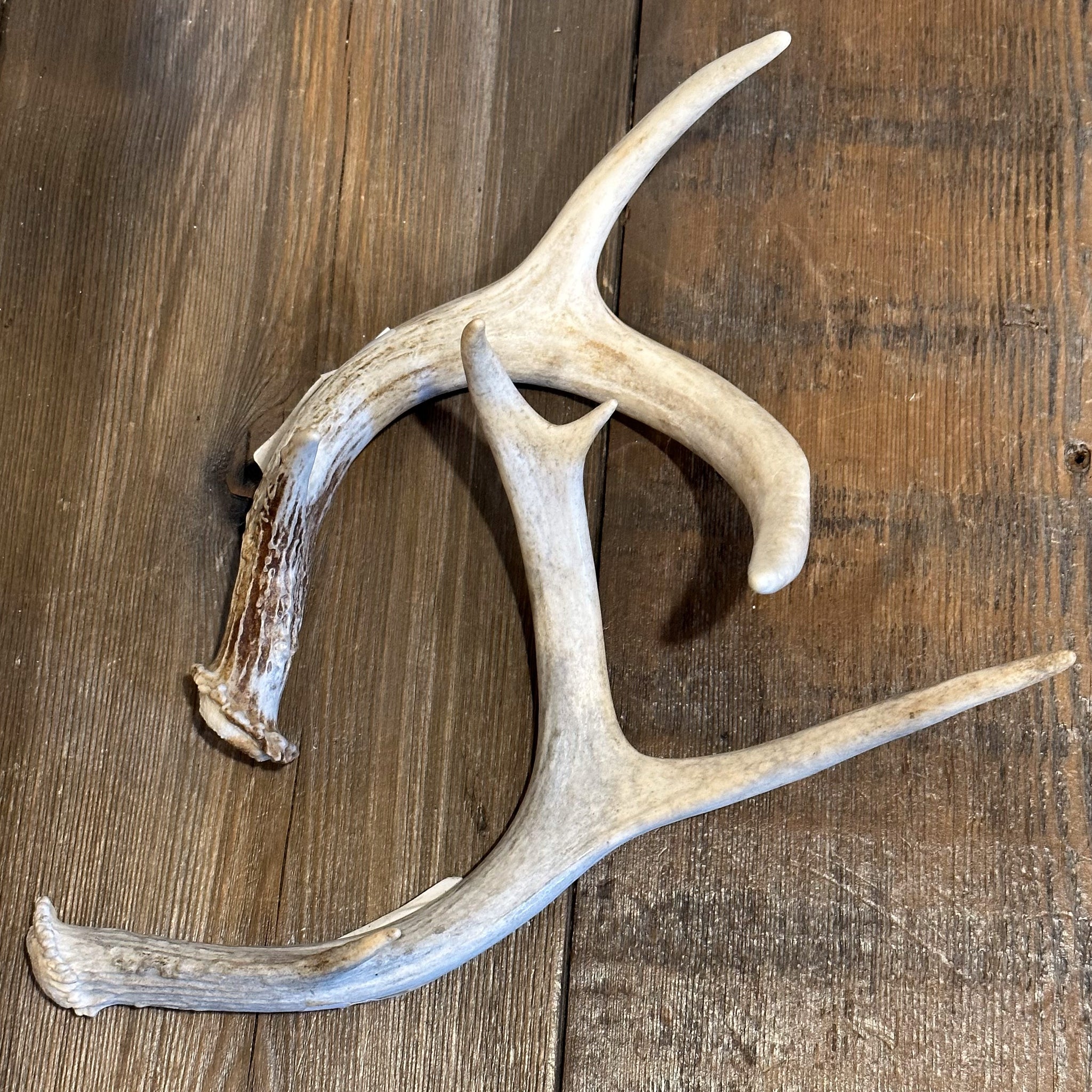Whitetail deer antler outlet