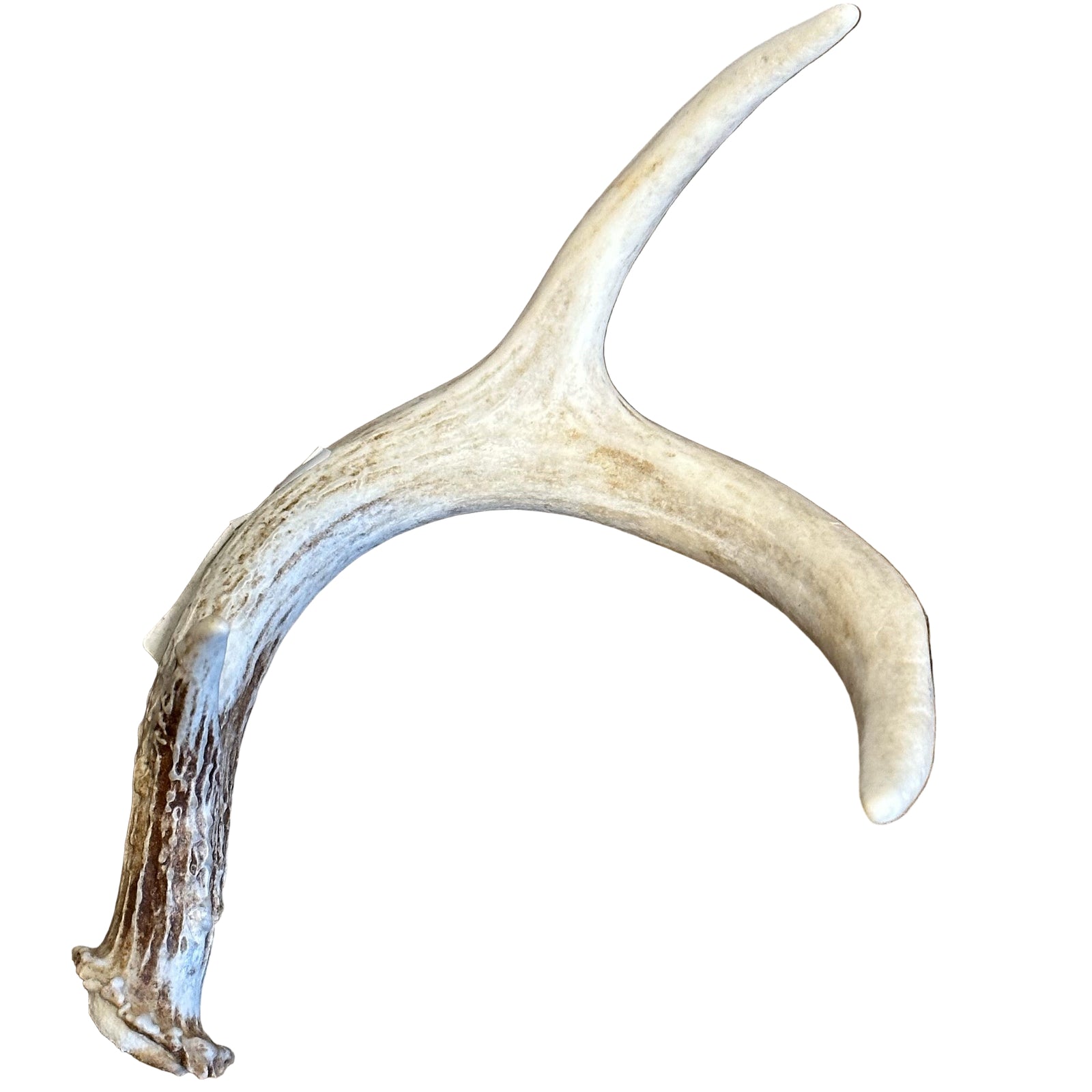 Whitetail Deer Antler