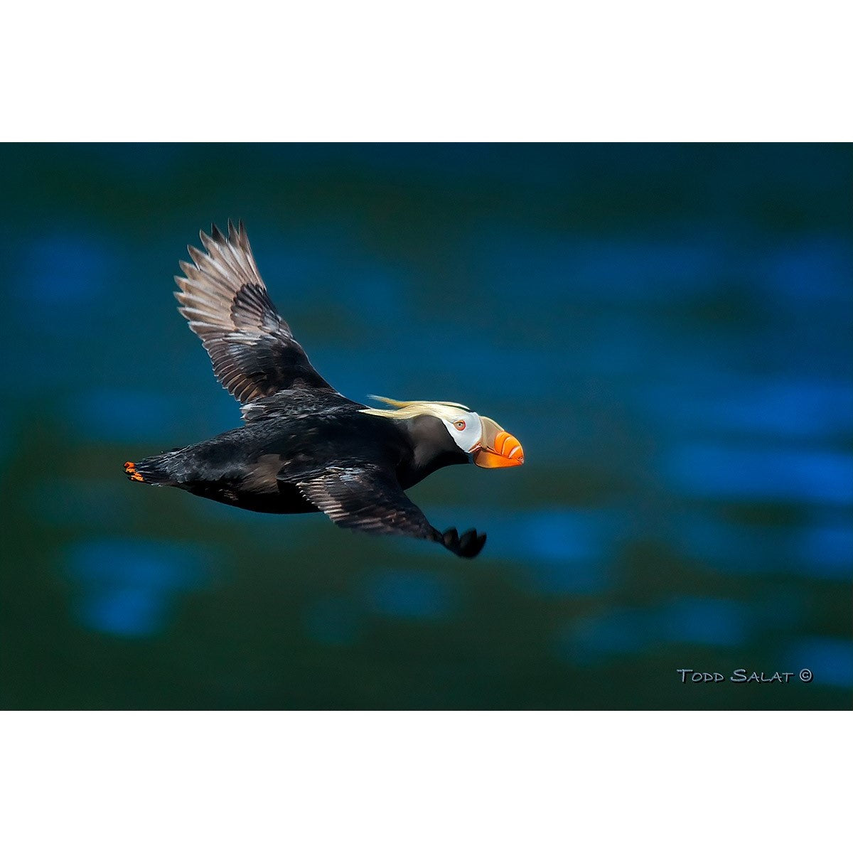 Puffin Power -Double Matted Print