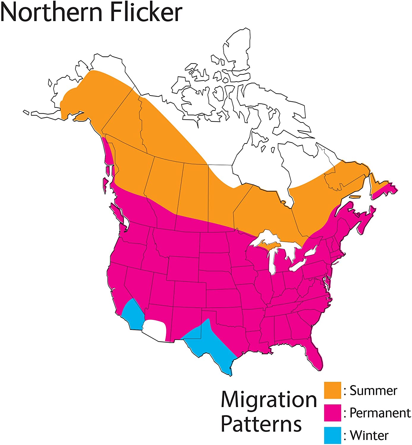 Northern Flicker Audubon Birds