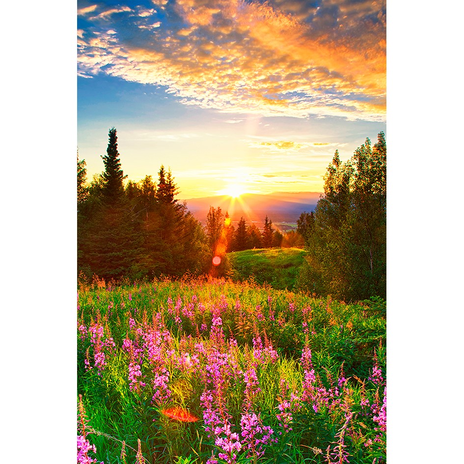 Alaska Field- Metal Print