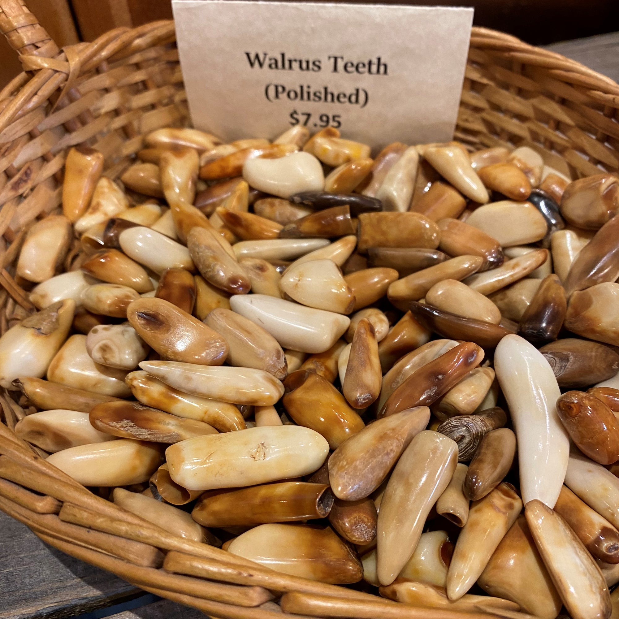 Polished Ancient Walrus Tooth