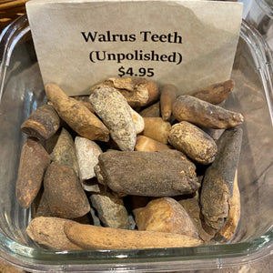 Unpolished Ancient Walrus Tooth