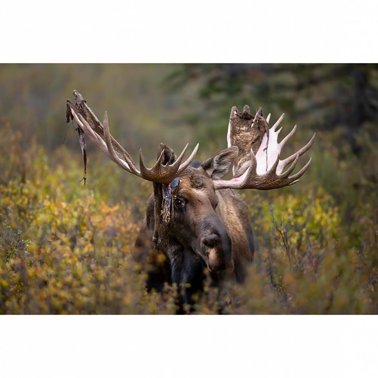 Autumn Velvet - Metal Print