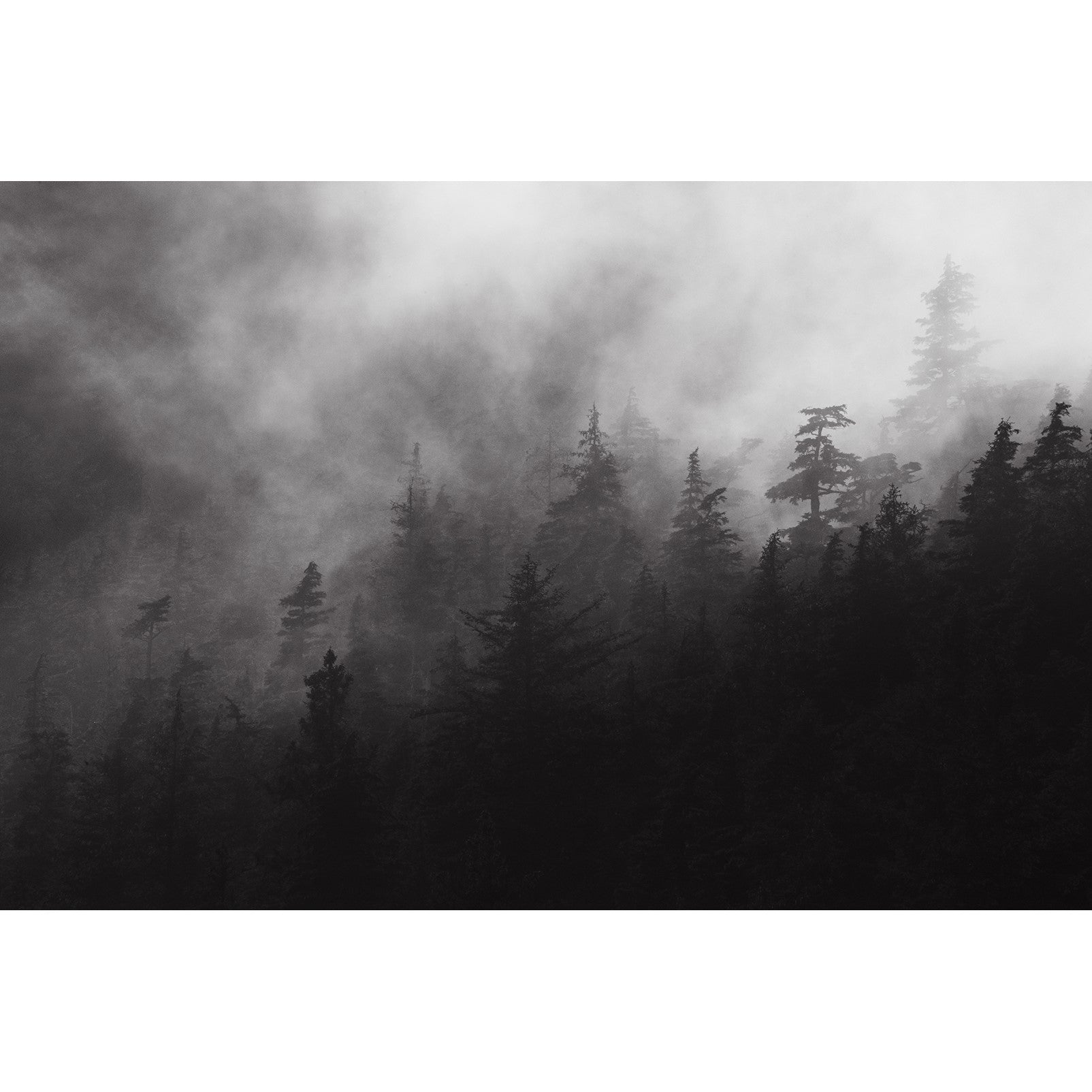 Coniferous Mist - Metal Print