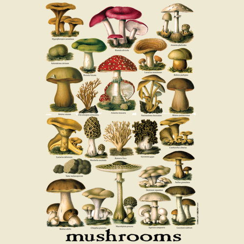 Vintage Mushrooms Tee