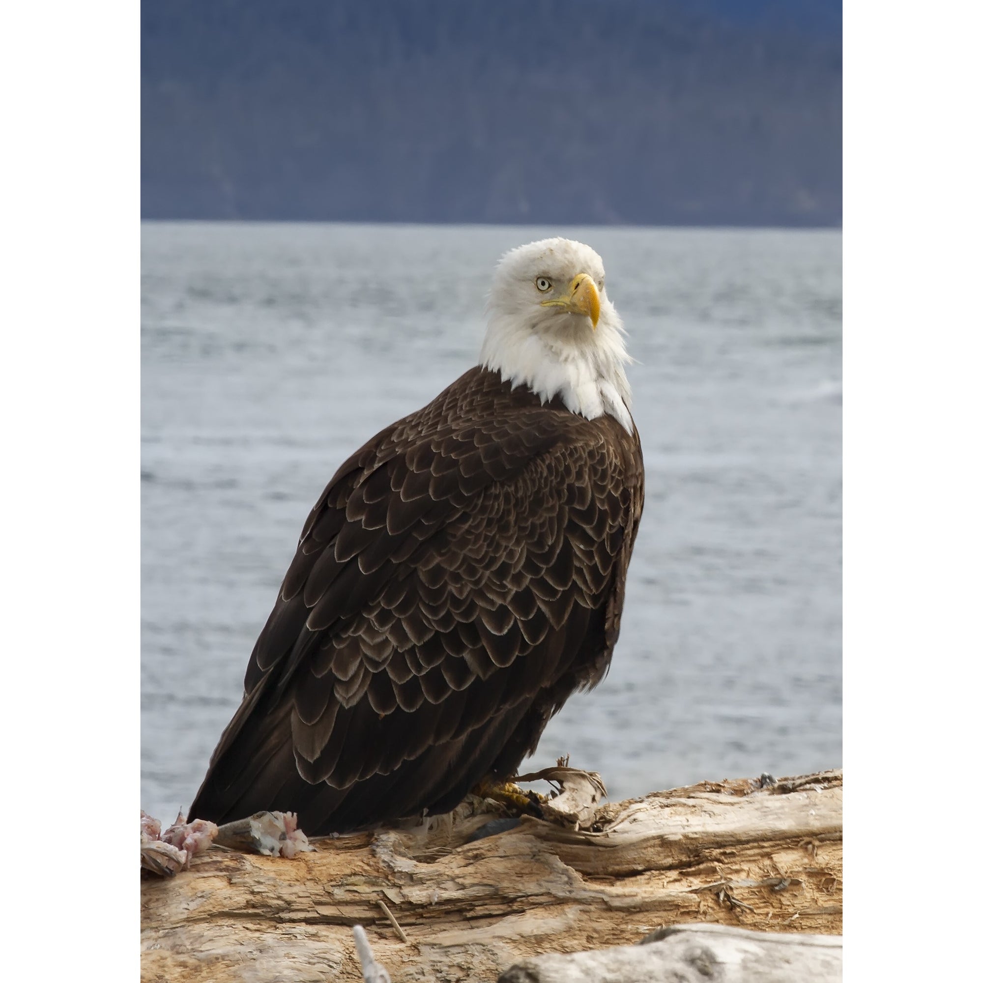 Eagle Perch - Matted Print