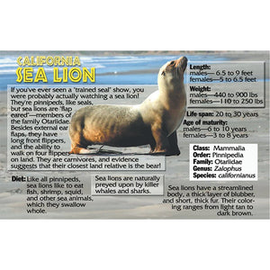 Sea Lion Flipbook