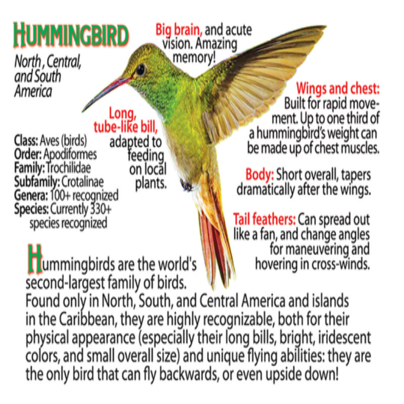 Hummingbird Flipbook