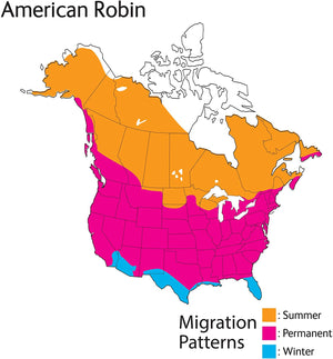 American Robin Audubon Birds