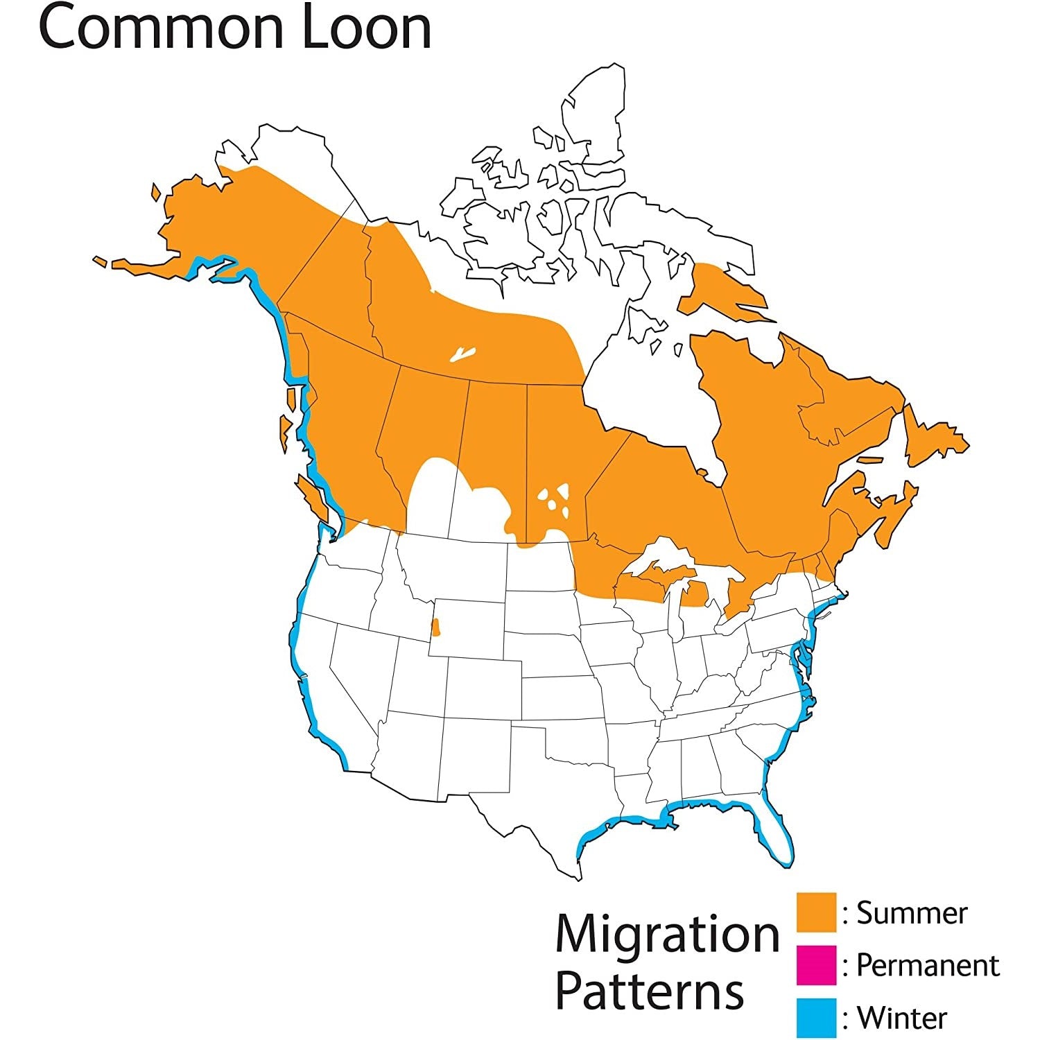 Common Loon Audubon Birds
