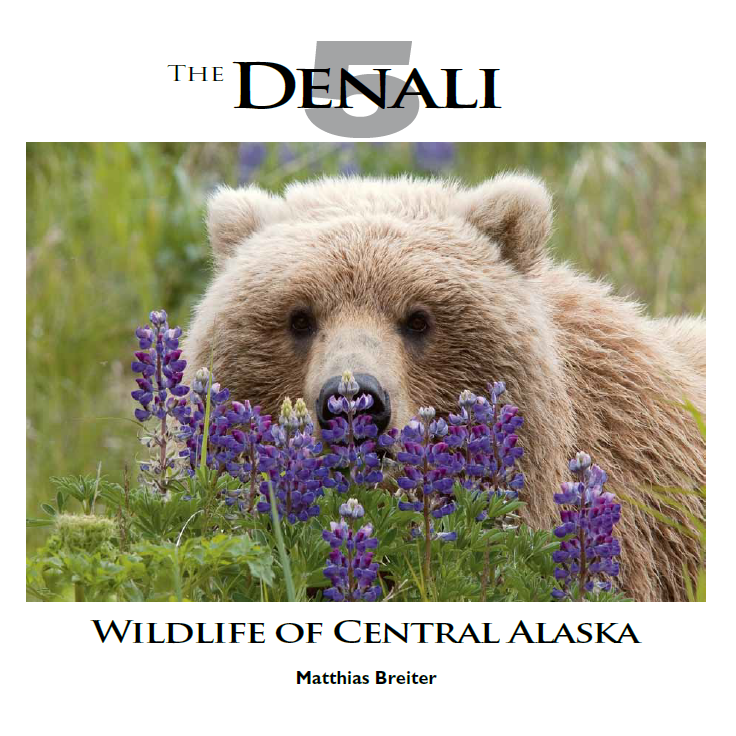 The Denali Five - Wildlife of Central Alaska