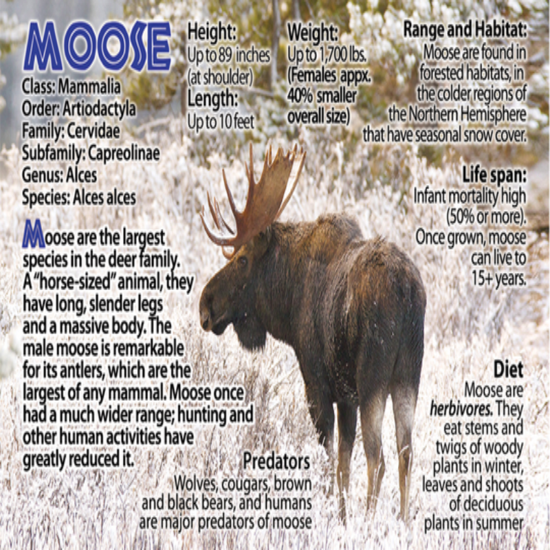 Moose Flipbook